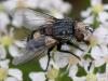 Pseudogonia rufifrons